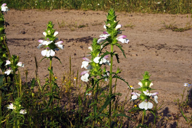 Bartsia trixago